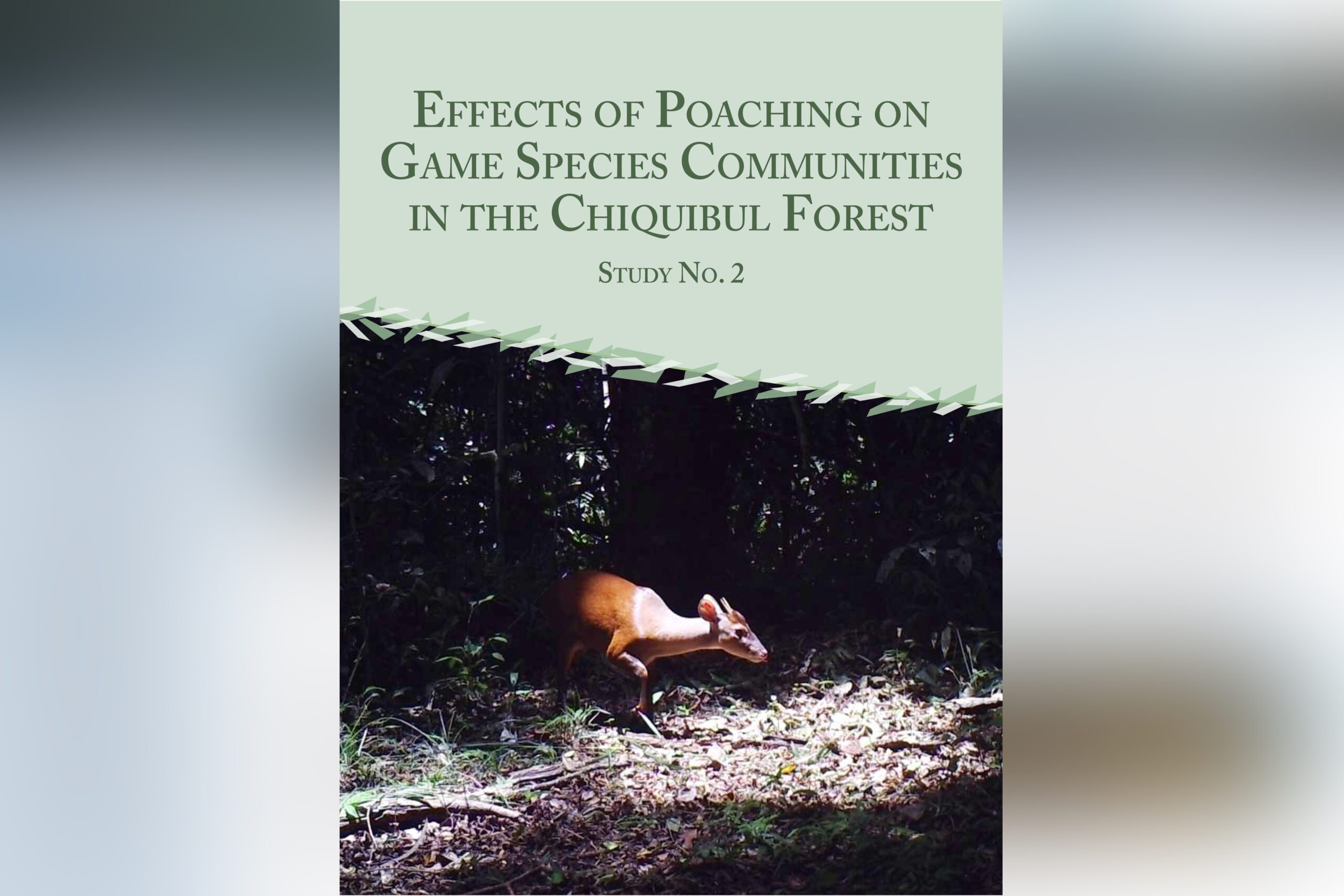 EFFECTS OF POACHING ONGAME SPECIES COMMUNITIESIN THE CHIQUIBUL FORESTSTUDY NO. 2