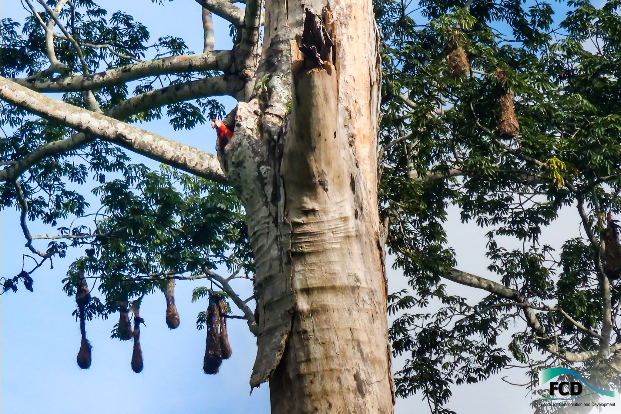 Volunteers Needed: 2023 Biomonitoring of Scarlet Macaws