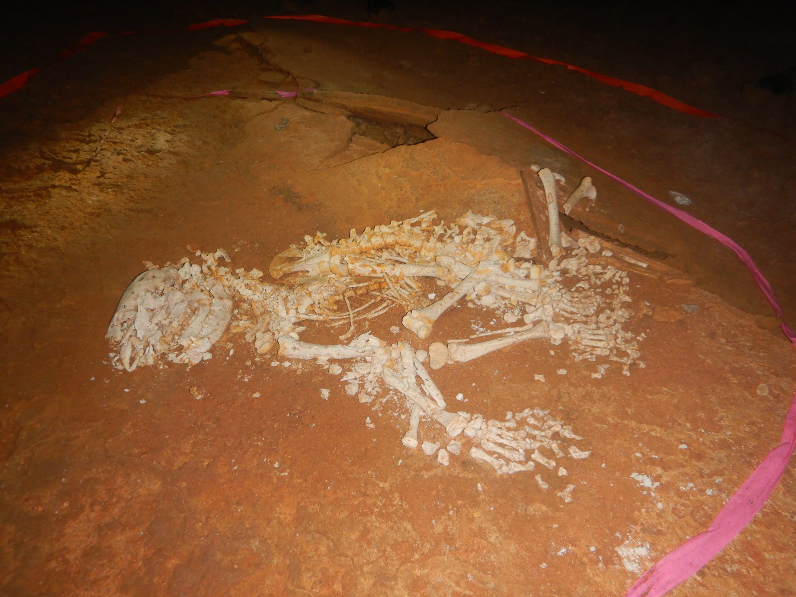 In 1989 scientists discovered in the Chiquibul Cave System a skeleton of an extinct Florida Cave Bear species.